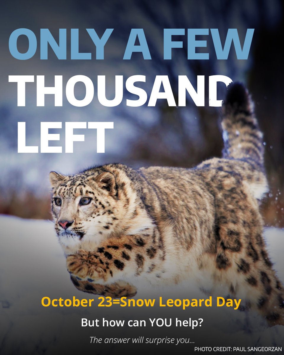gslep_program's tweet image. THE #23for23 SECRET IS OUT
Swipe to see what #23for23 really means and how YOU can help save 4,000 snow leopards with just one simple choice.
Plot twist: It&apos;s way easier than you think
#SnowLeopardMovement
#SnowLeopardDay