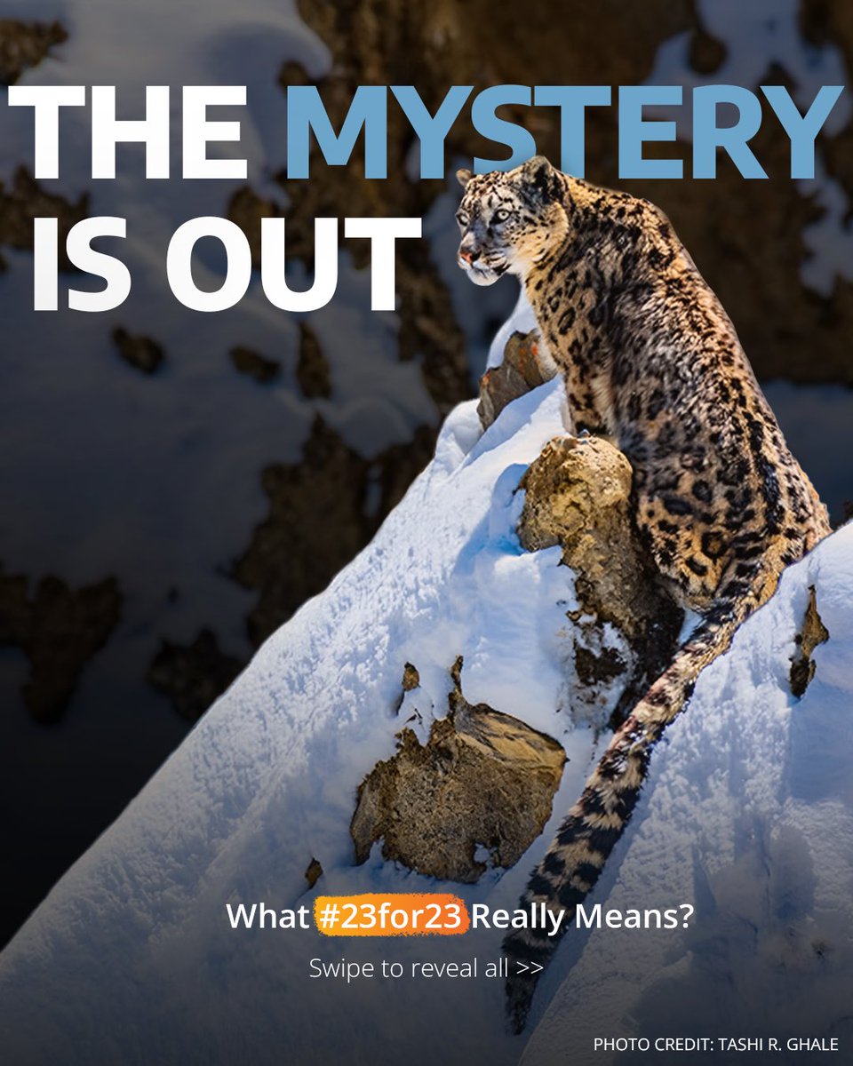 gslep_program's tweet image. THE #23for23 SECRET IS OUT
Swipe to see what #23for23 really means and how YOU can help save 4,000 snow leopards with just one simple choice.
Plot twist: It&apos;s way easier than you think
#SnowLeopardMovement
#SnowLeopardDay