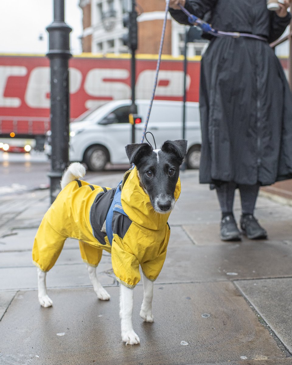 WagsAroundWorld's tweet photo. It was a quick trip to London, but I did find time to:

1) Eat at @dishoom twice
2) Stroll around Shoreditch and photograph some pups

Shadow, who was absolutly cooking in her yellow raincoat, won my “Best Dressed” award. https://t.co/9uOhikPcFK