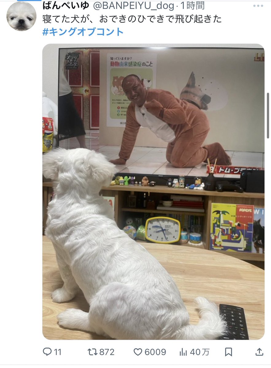 mjpmmp_'s tweet image. トムブラウンのネタで各家の犬が反応してるの面白すぎるだろ
 #キングオブコント