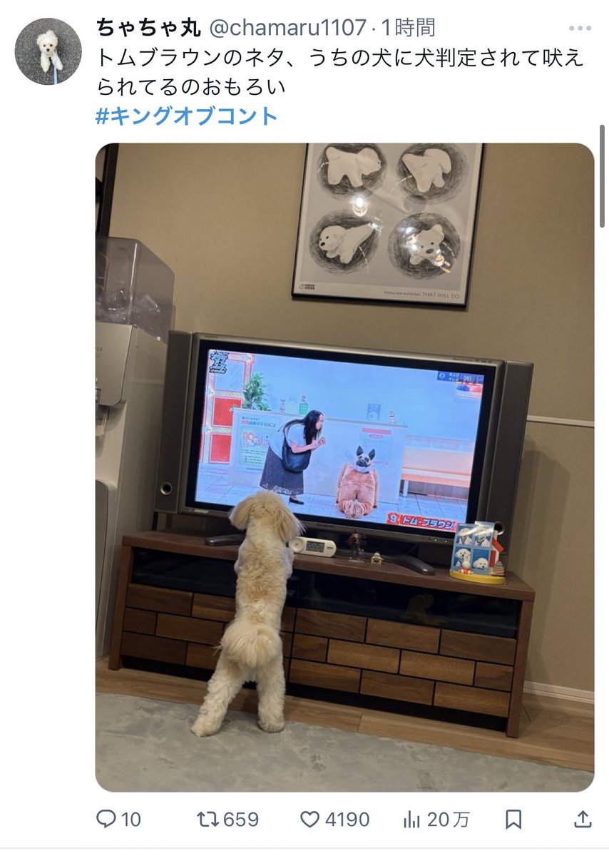 mjpmmp_'s tweet image. トムブラウンのネタで各家の犬が反応してるの面白すぎるだろ
 #キングオブコント