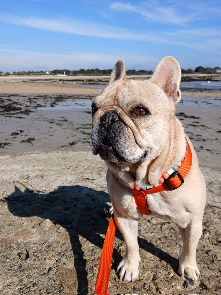 Valérie (@valerie7456) on Twitter photo Après le brouillard, le beau temps ☀️Bel après-midi 😊
#Bretagne Après le brouillard, le beau temps ☀️Bel après-midi 😊
#Bretagne