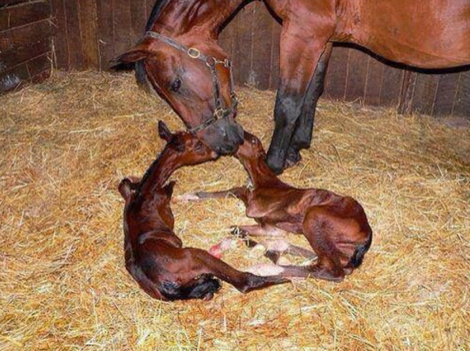 MelaniaFrance's tweet photo. Jumeaux nouveau-nés ! Très, très rare chez les chevaux 🐴🐴🤎 https://t.co/nQi9hqOofd