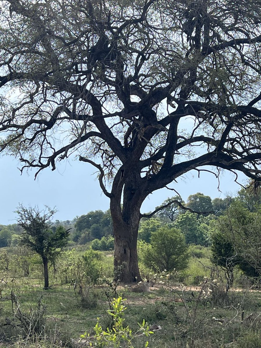 LatestKruger's tweet image. 2:52pm
5 Lions stationary
H4-1, 400m W of Bravo Loop W entrance
Near Skukuza
5/5
Tinged by biancawhenderson