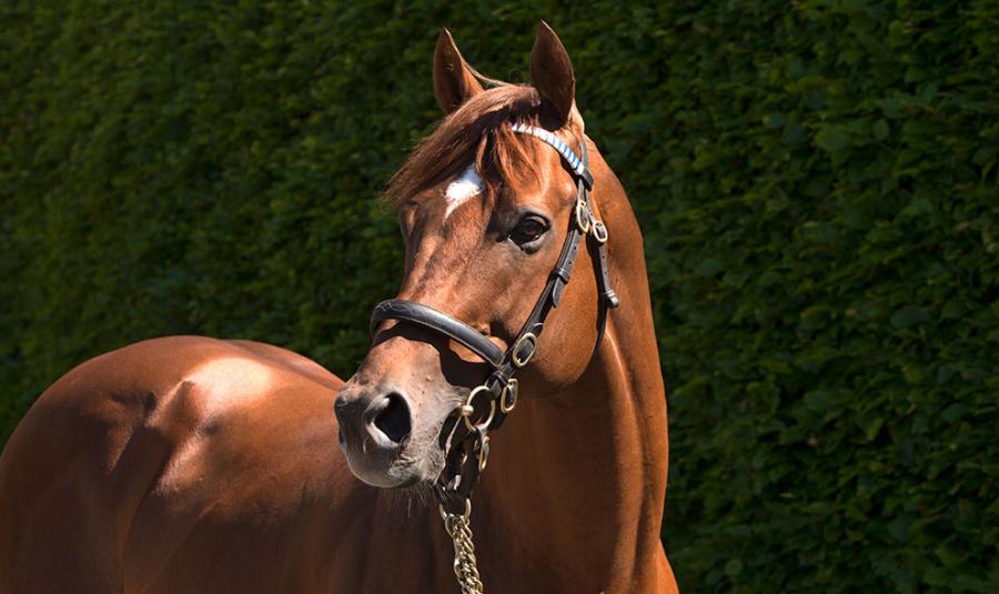 Racing Post Bloodstock tweet media