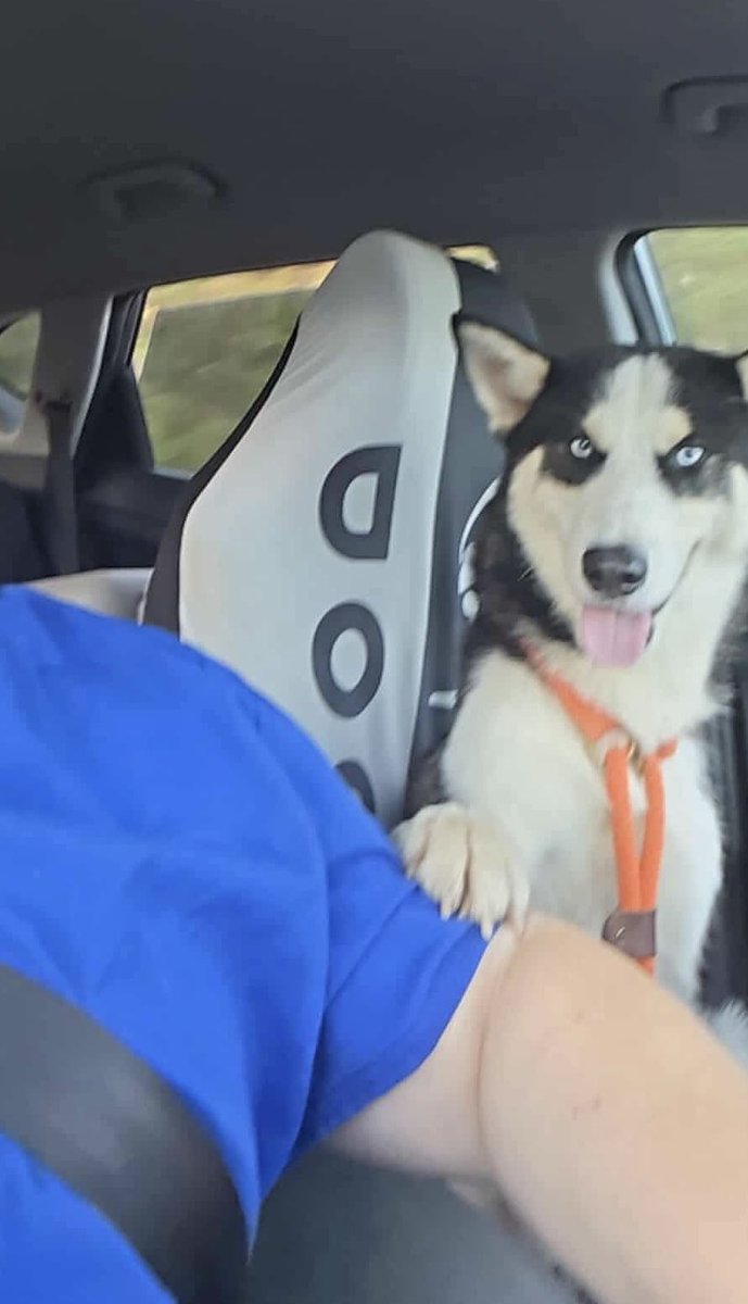 LolaPatolla's tweet image. Handsome Banks is pretty happy for his freedom ride!!!
Banks made it to the vet for his neuter n vet care! He’s thankful to everyone for helping ♥️
#NotTaday #Rescued
rescuecoop.org/donate