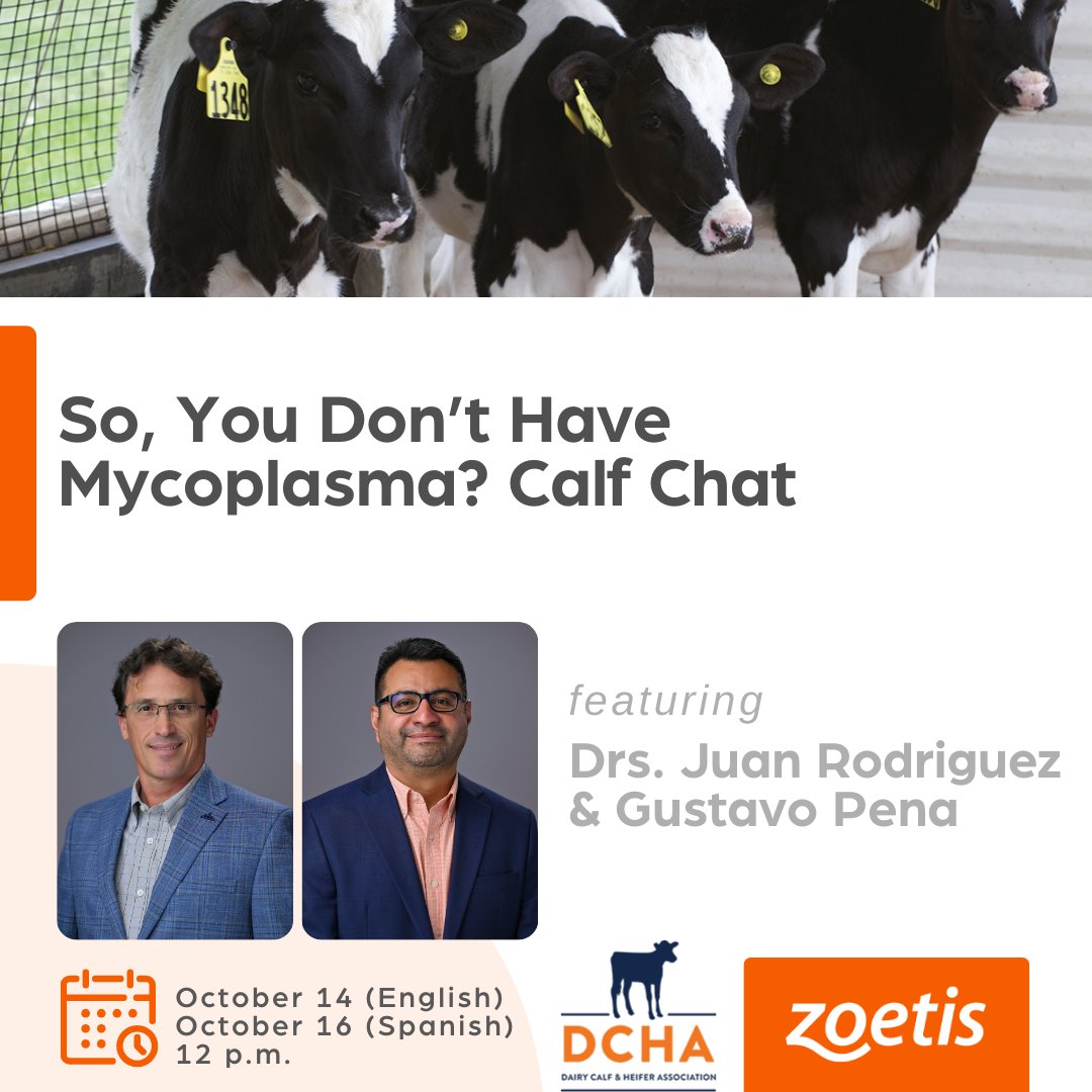 🖥️ Calf Chat Alert - October 14 &amp; 16 at 12 p.m. CT

DCHA and <a href="/Zoetis/">Zoetis</a> are bringing the discussion to you in both English and Spanish with two Calf Chats on the calendar!

Join us on Facebook, YouTube or LinkedIn as Dr. Juan Rodriguez and Dr. Gustavo Pena discuss Mycoplasma.