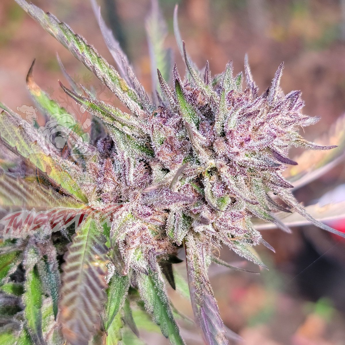 Twistedtreeauto's tweet image. ☀️ Wake ‘n’ Bake, Fam! It’s a glorious Saturday, perfect for tending your garden and chilling with a fat joint. May your seeds sprout strong and your sesh be legendary! What strain’s got you hyped today? #GoodVibesOnly #CannabisSeeds