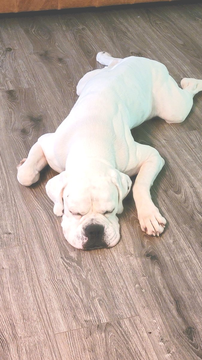 BarkBustersGA's tweet image. First day of doggy school with Cody from Bark Busters left me wiped out! So much to learn and even more to snooze about. Dreaming of treats and tail wags! 💤🐕🦴