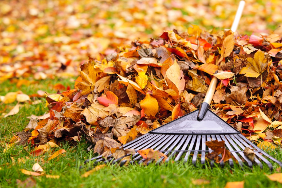 OhioLds's tweet photo. Fall is around the corner — book your clean-up or pruning today!

🍂 Schedule My Fall Services Today! 

(614) 504-7073

info@LDSOhio.com https://t.co/86iD7BtztO