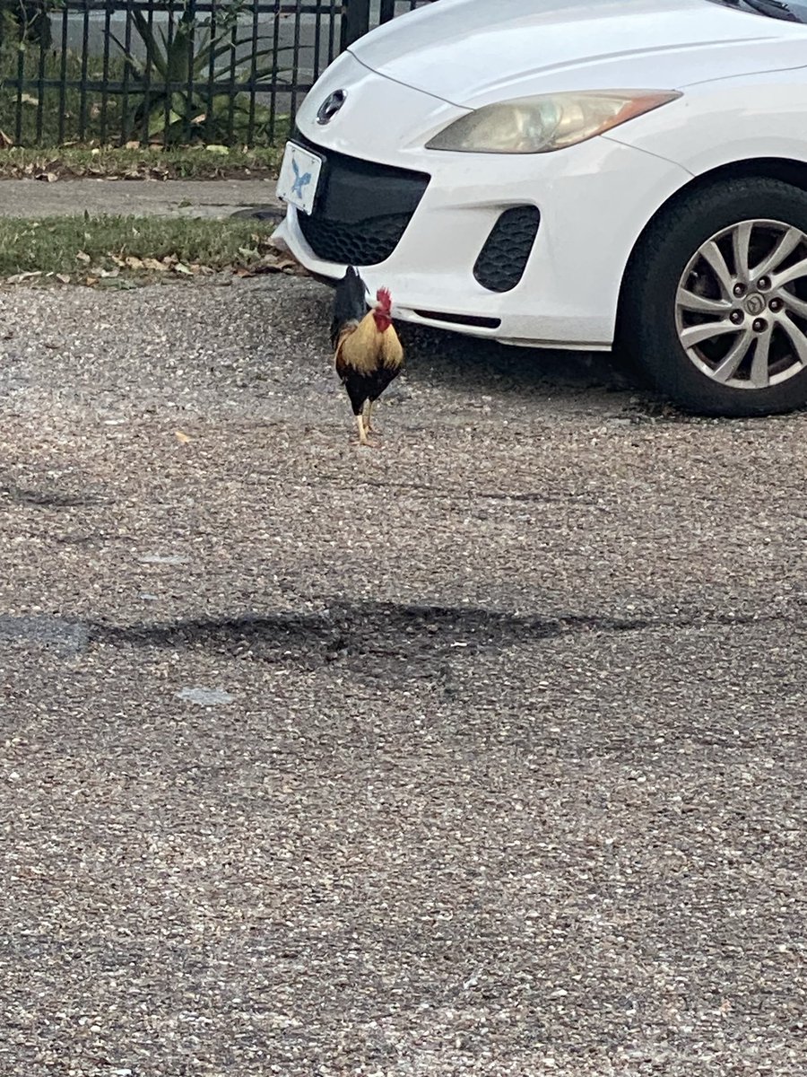 Dirk not Derrick (@dirkrusc) on Twitter photo Got to be a sign right? Walk out of our Airbnb and see this!! #GoCocks #Forevertothee #Gamecocks Got to be a sign right? Walk out of our Airbnb and see this!! #GoCocks #Forevertothee #Gamecocks