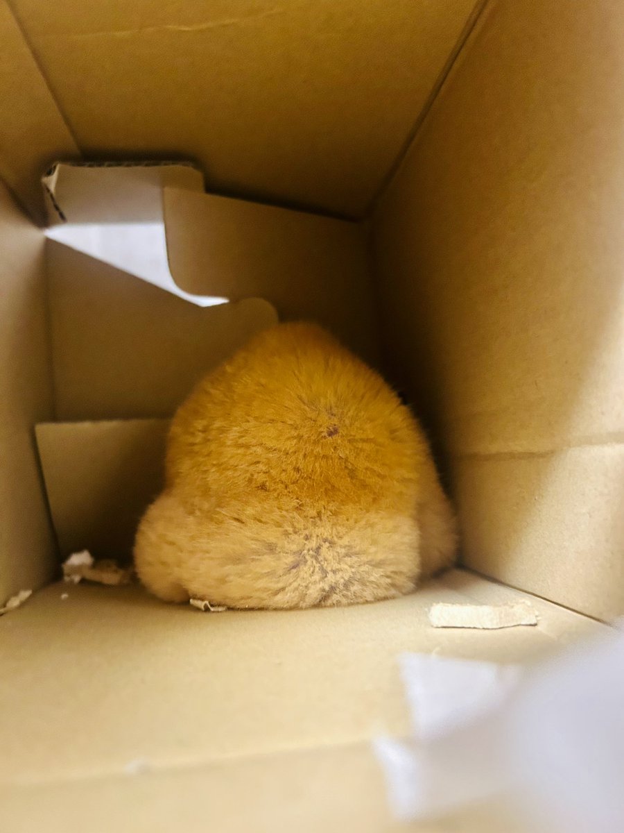 【サポファミ便り】
ぷりんちゃんです🐹

心肥大、腹水の影響で体重が増えており、思うように動けない状態です。預かりスタッフと二人三脚で日々を過ごしております。

少しでも穏やかに過ごせるようサポートしていきます

#HAM136
#ハムスター
#サポートファミリー
#保護活動
ham-media.net/activities/sup…