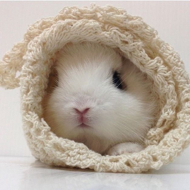 Bunnies's tweet image. 