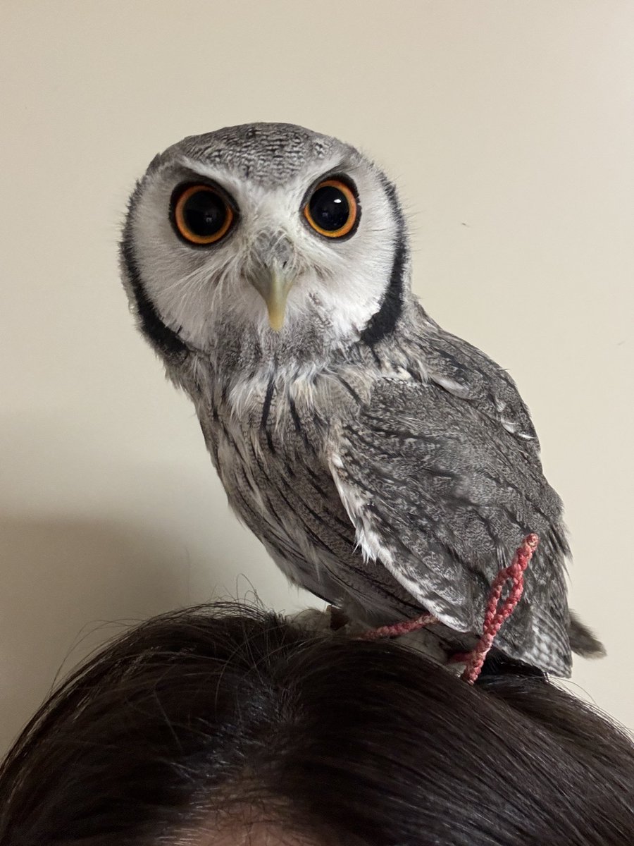 こねぎページ こねぎともえぎ (@konegi_owl) / Posts / X