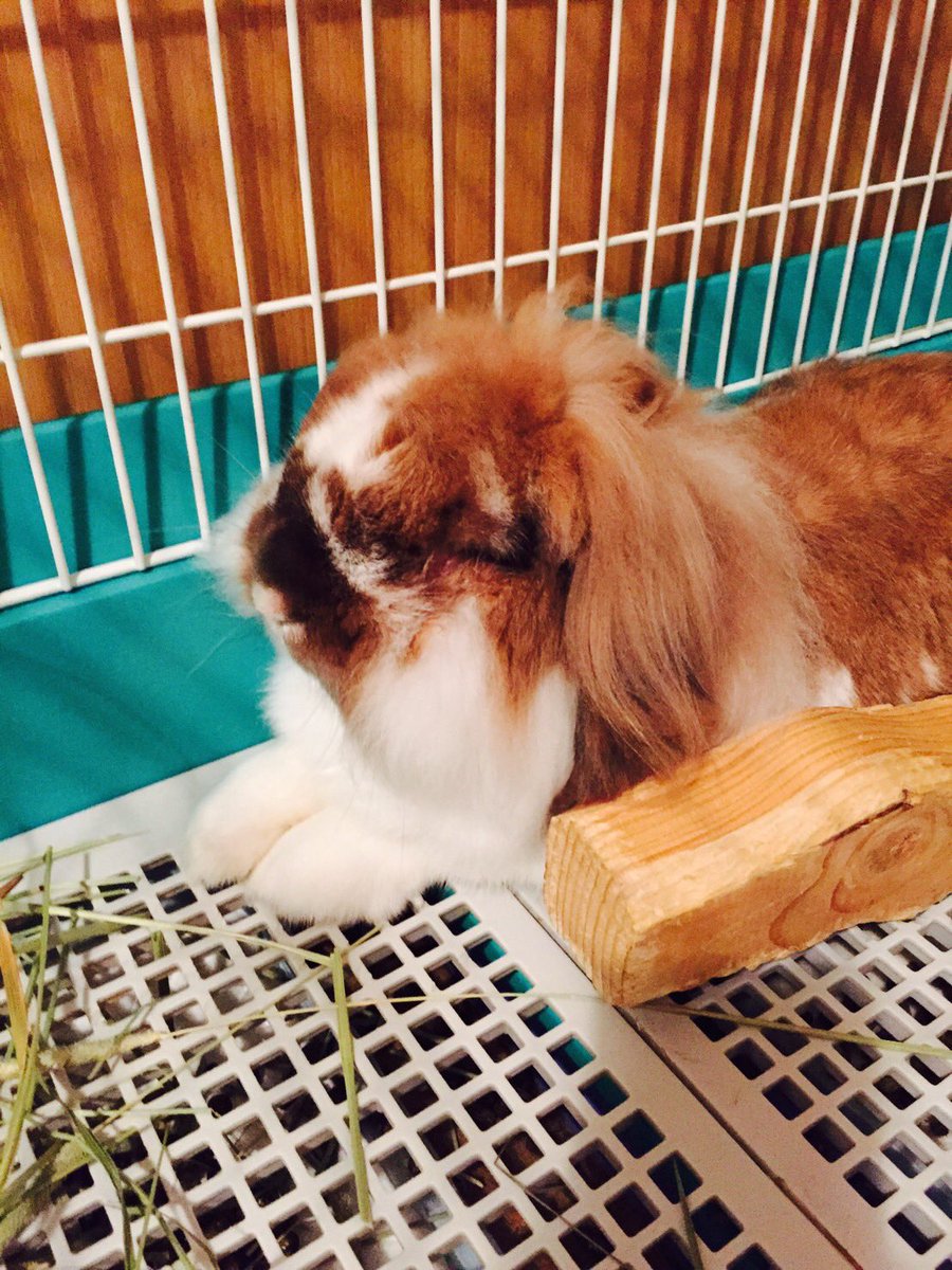 外道のダルマ tweet media