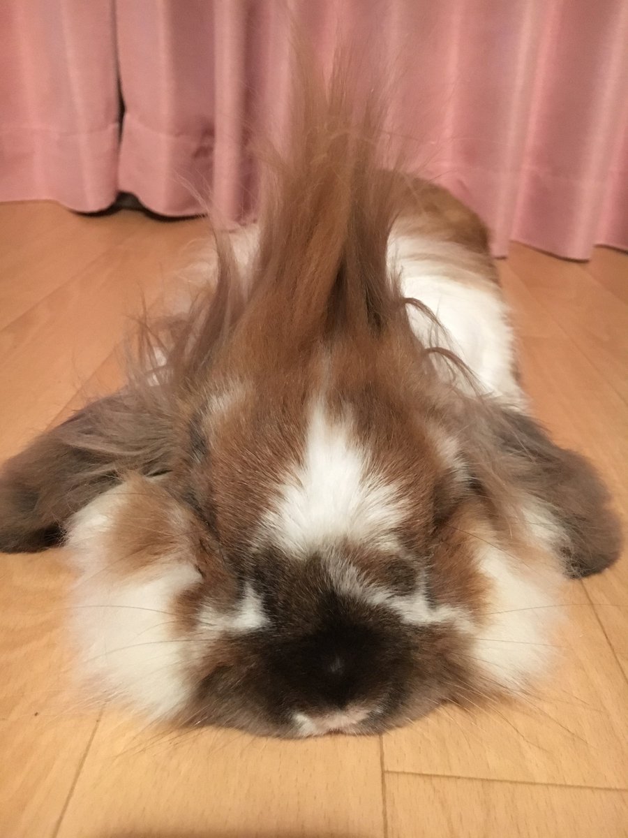 外道のダルマ tweet media