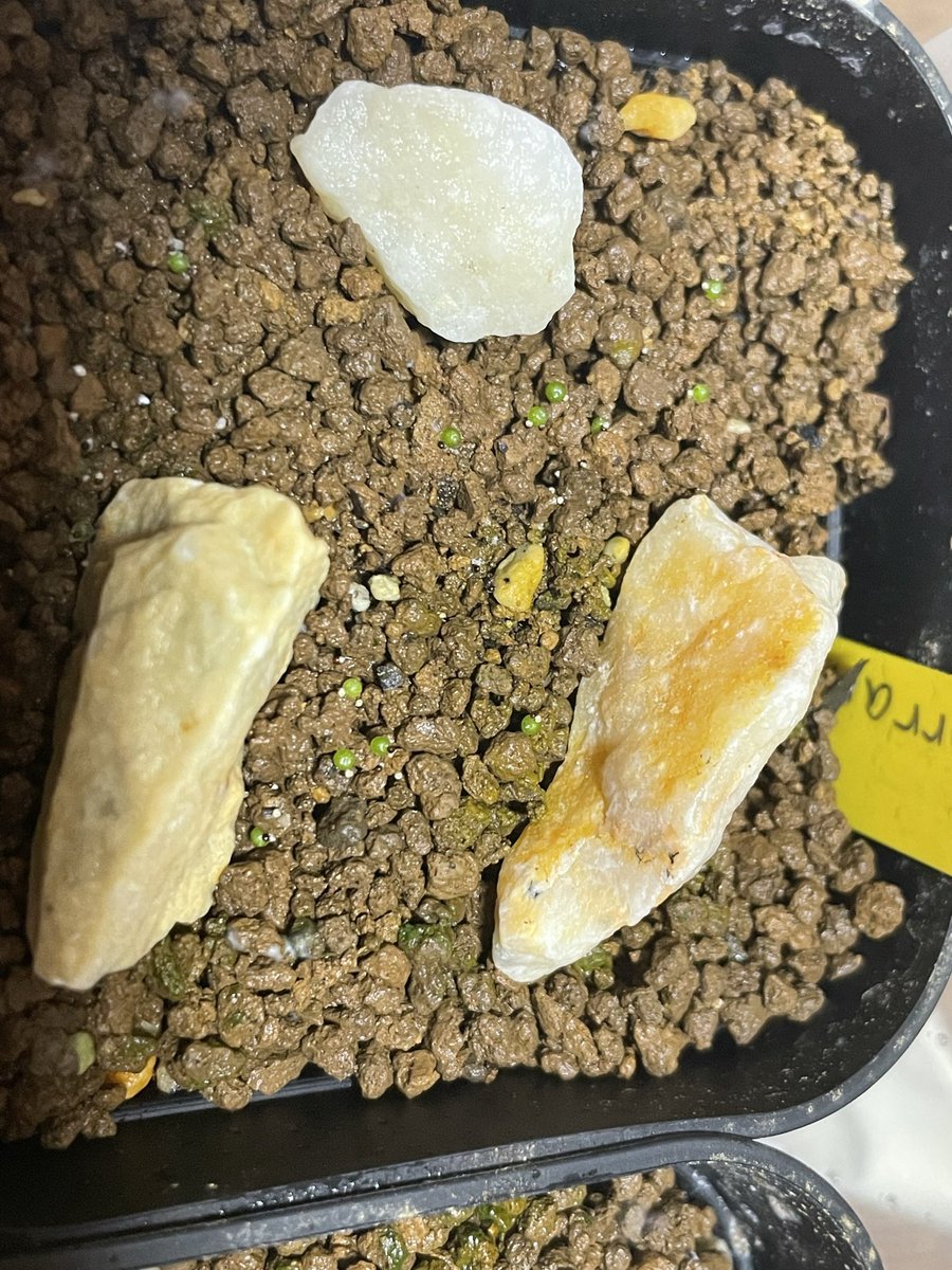 播種から約４ヶ月
でかい苔やっと取った
#松露玉