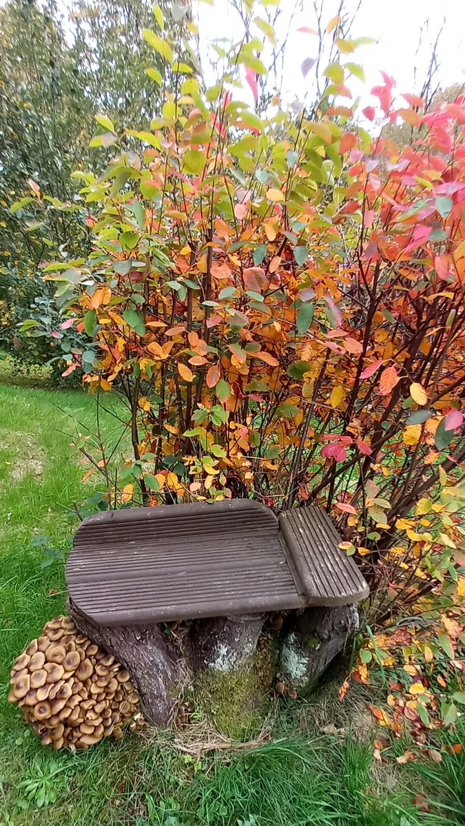 serialsemantic's tweet image. We lost a tree in a storm a while back, and my husband turned the stump into a seat.
Look at the crop of fungi to the left. I&apos;ve never seen anything like it!🍄
Any idea of the species, @ShinyFluffdnd?