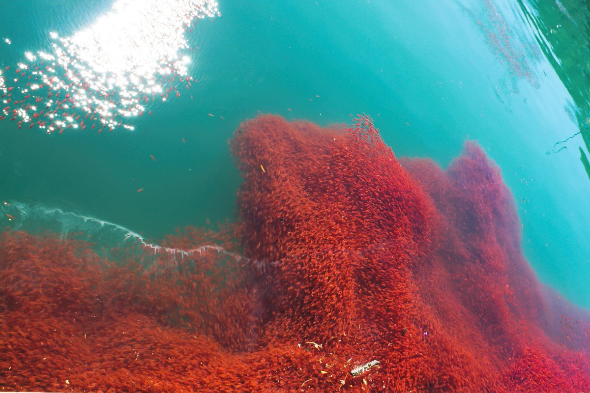 WorldAndScience's tweet image. Fascinating: Krill swarms can get 8,000,000 cubic meters (with as many as 30,000 in one cubic meter) and weigh 15,000 times more than a blue whale!