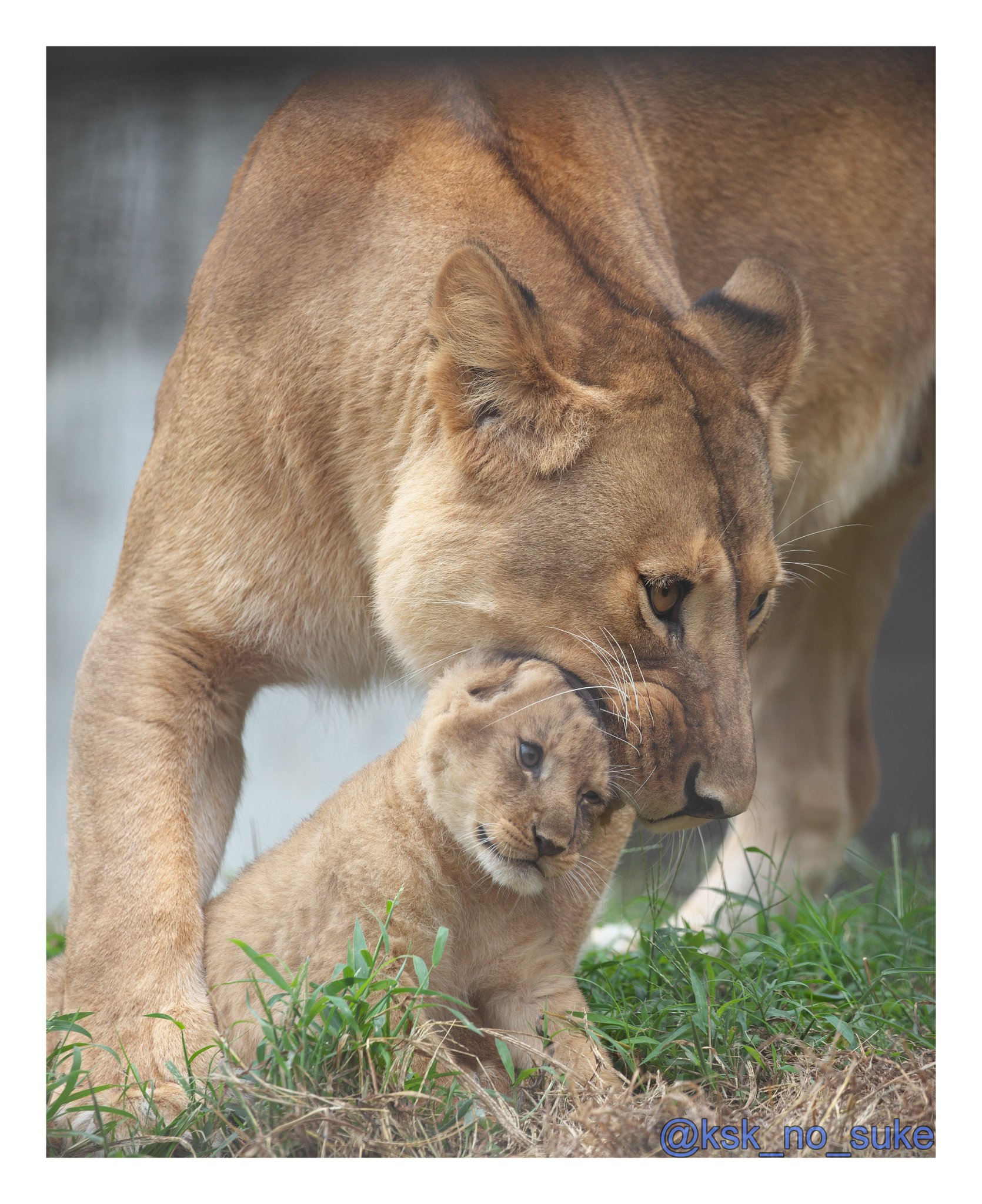 しげぞうライオン GouY0PkasAAYZLh.jpg