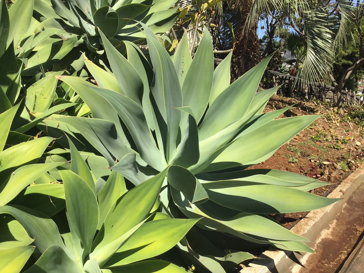 Botanical Gardens, Funchal