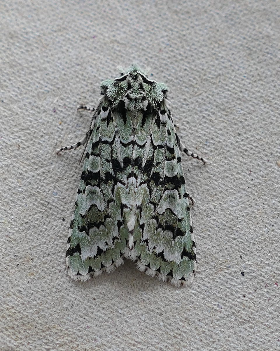 Yay! A pristine Merveille du Jour, Griposia aprilina, from last night's trapping in #Ennis - first one I've ever seen :D