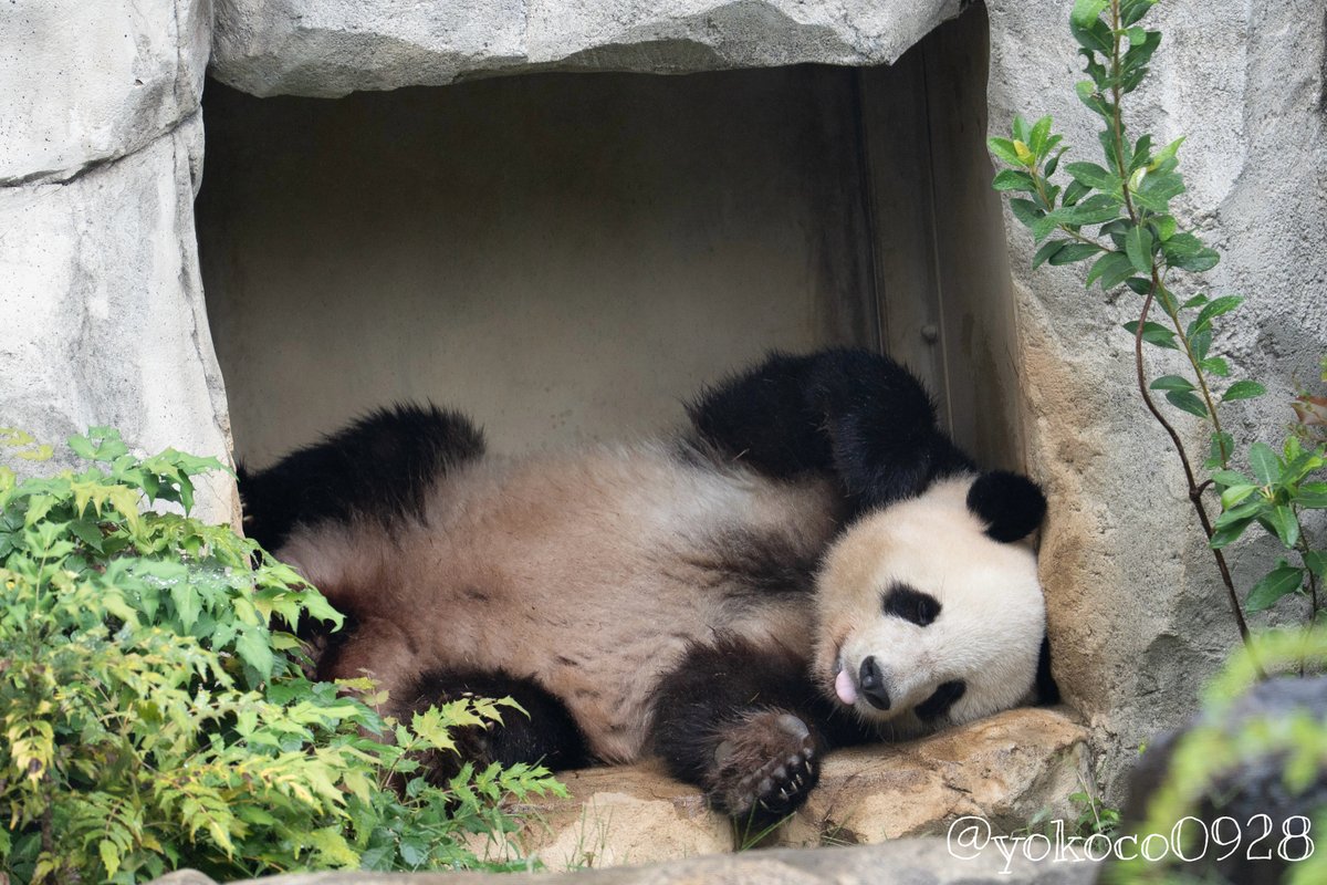 パンダ 9点おまとめꕤ︎︎·͜· よここ🐼 (@yokoco0928) / Posts / X