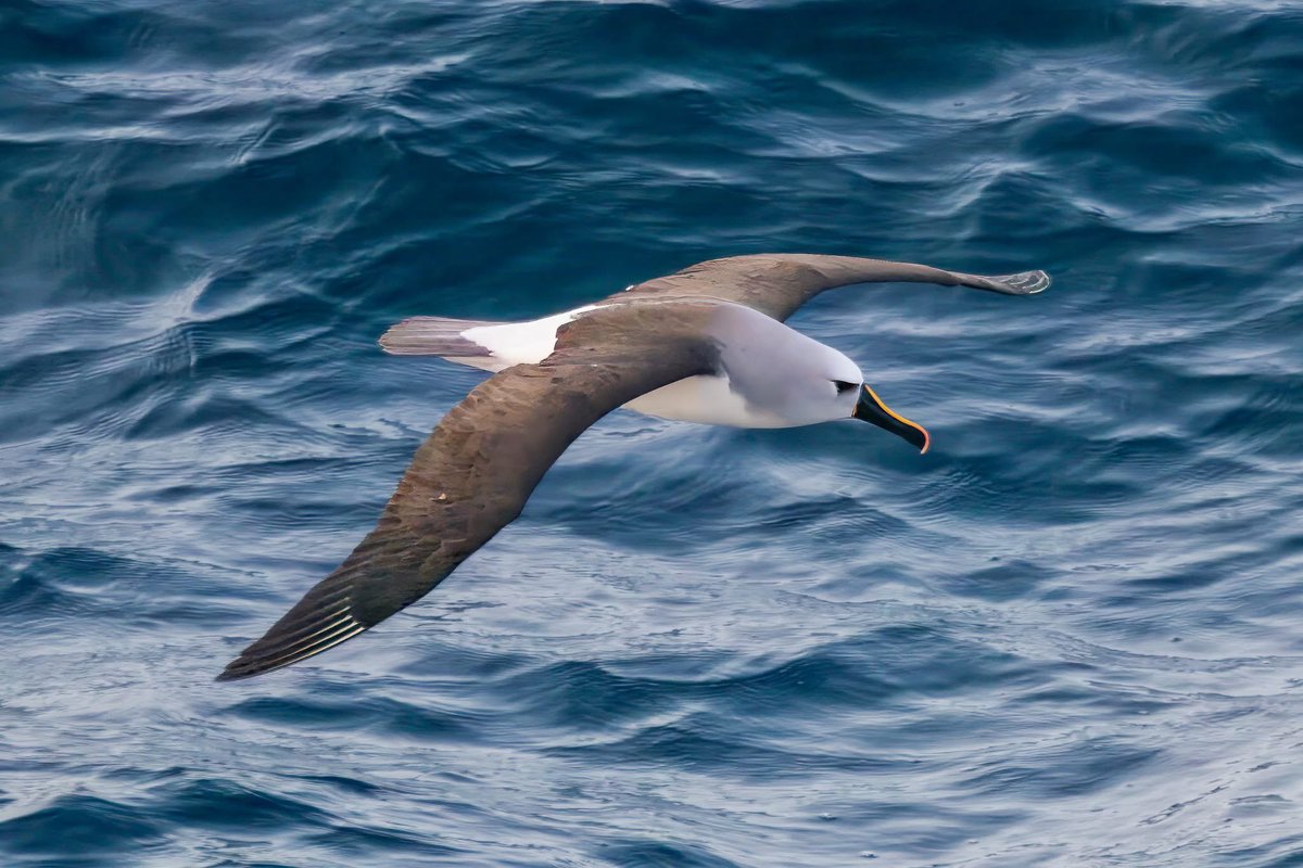 Garbo69's tweet image. Atlantic Yellow Nosed Albatross taken from the Deepsea Mira drilling vessel, offshore Namibia last week. @teesbirds1 @teesmouthbc @DurhamBirdClub @WildlifeMag @BBCSpringwatch @Natures_Voice