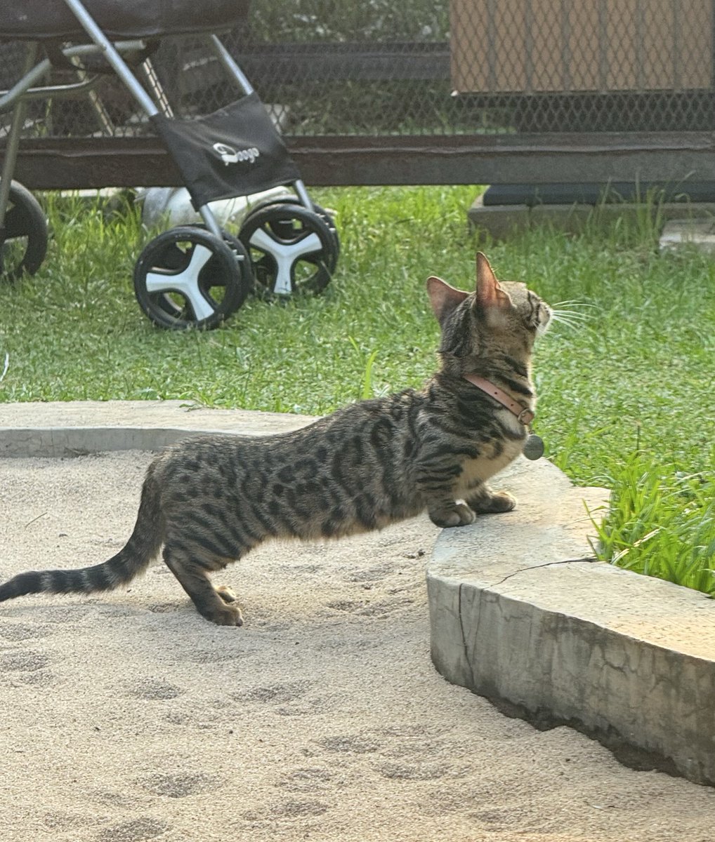 playdate musang