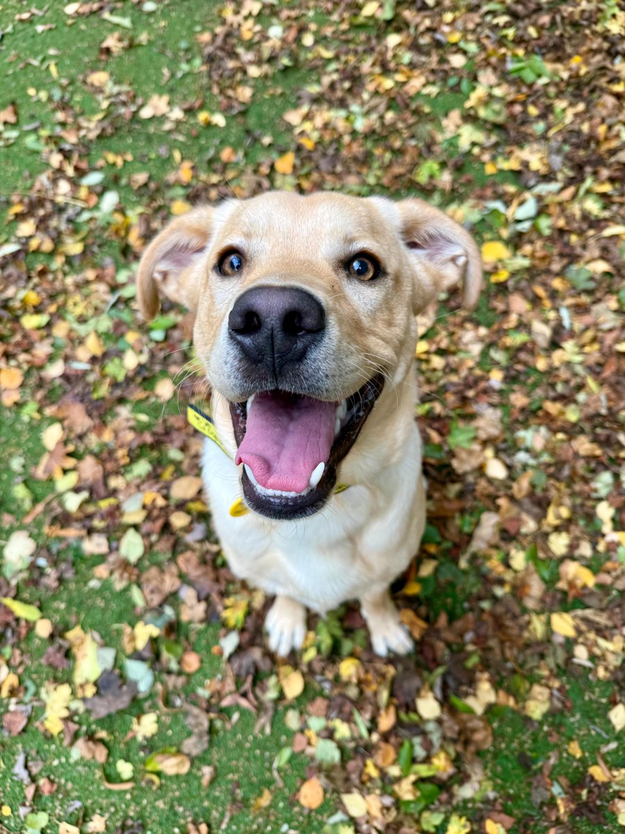 Can you be-leaf Toby is looking for his special somebody? 🍂🧡

This handsome 6 month old Lab cross is available for adoption (at the time this is posted). Please add him to your favourites, or head to our centre to find out more! 🤞🏻😍
