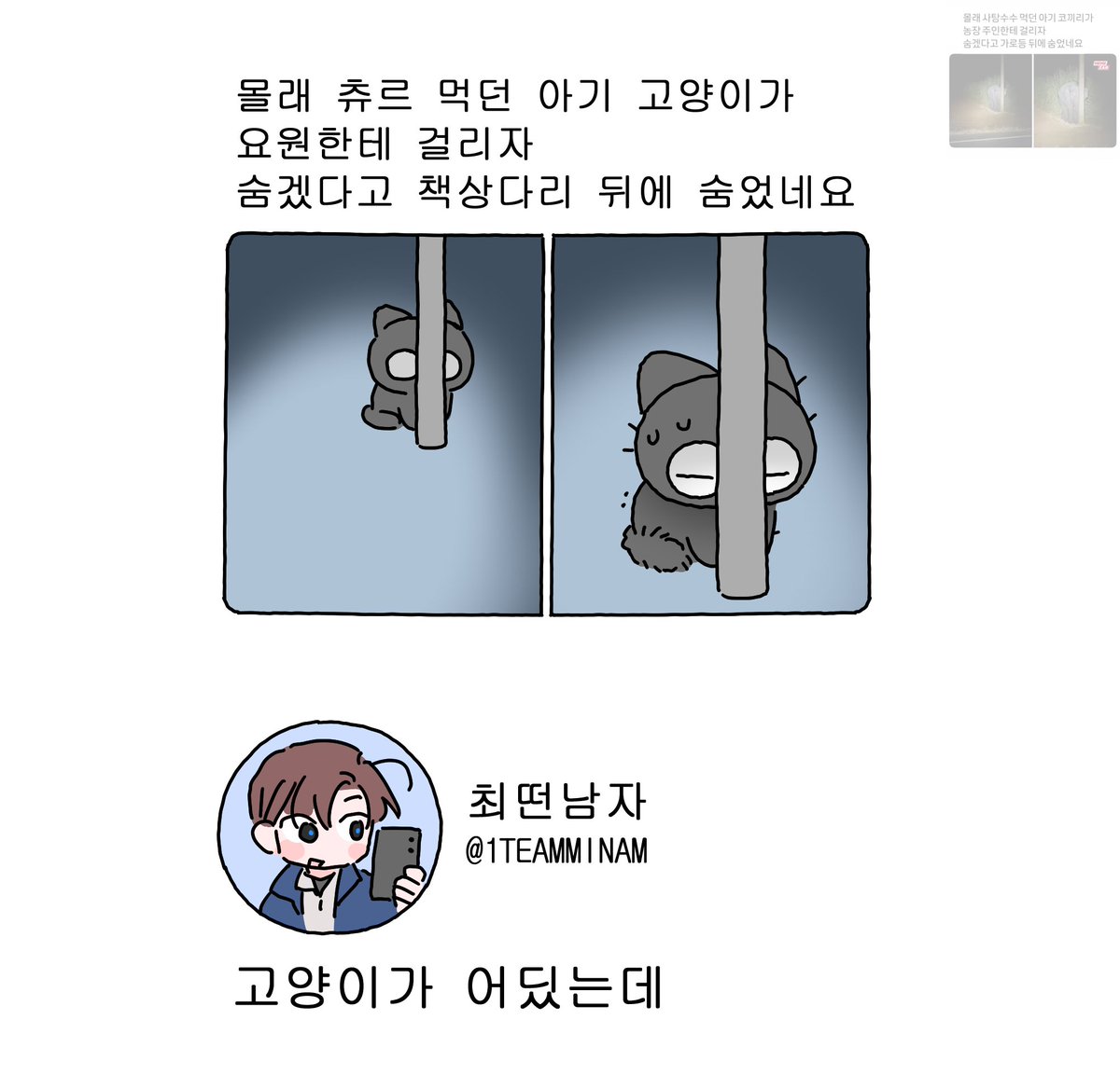아기포도고양이