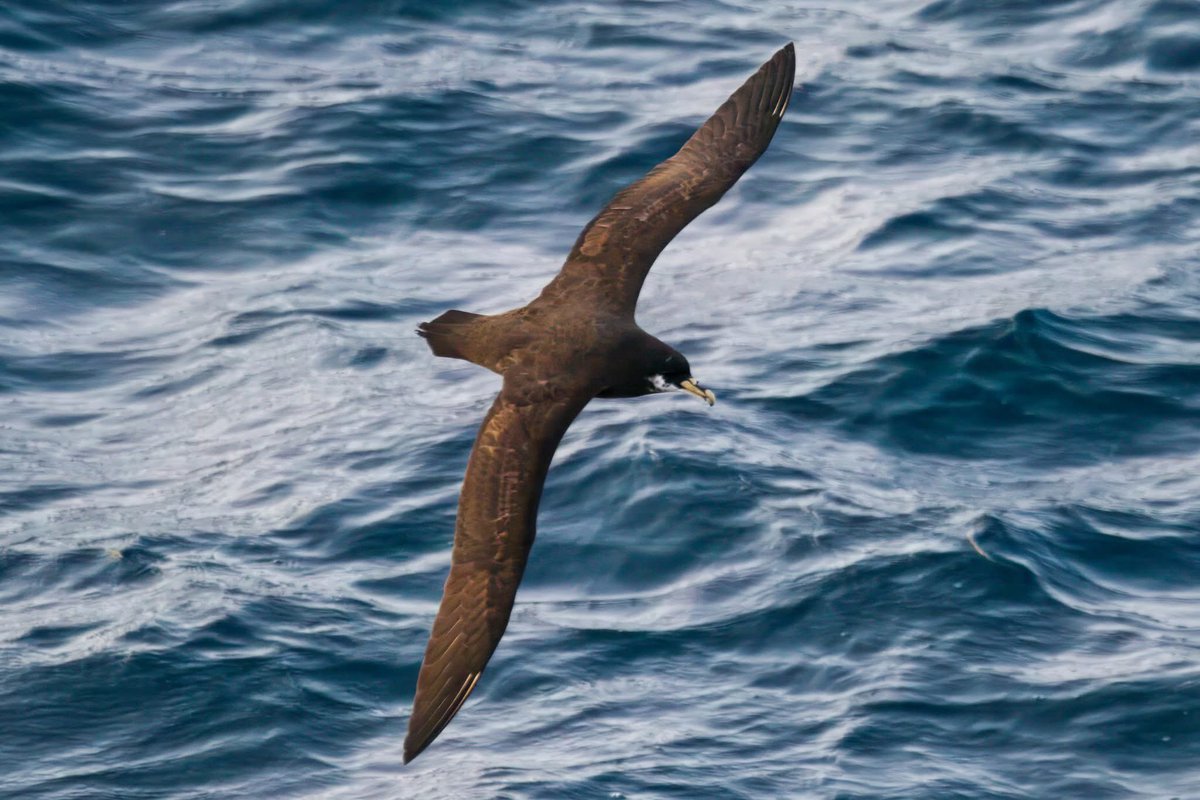 Garbo69's tweet image. White Chinned Petrel, offshore Namibia. @teesbirds1 @teesmouthbc @DurhamBirdClub @Natures_Voice @wildlifemag @BBCSpringwatch