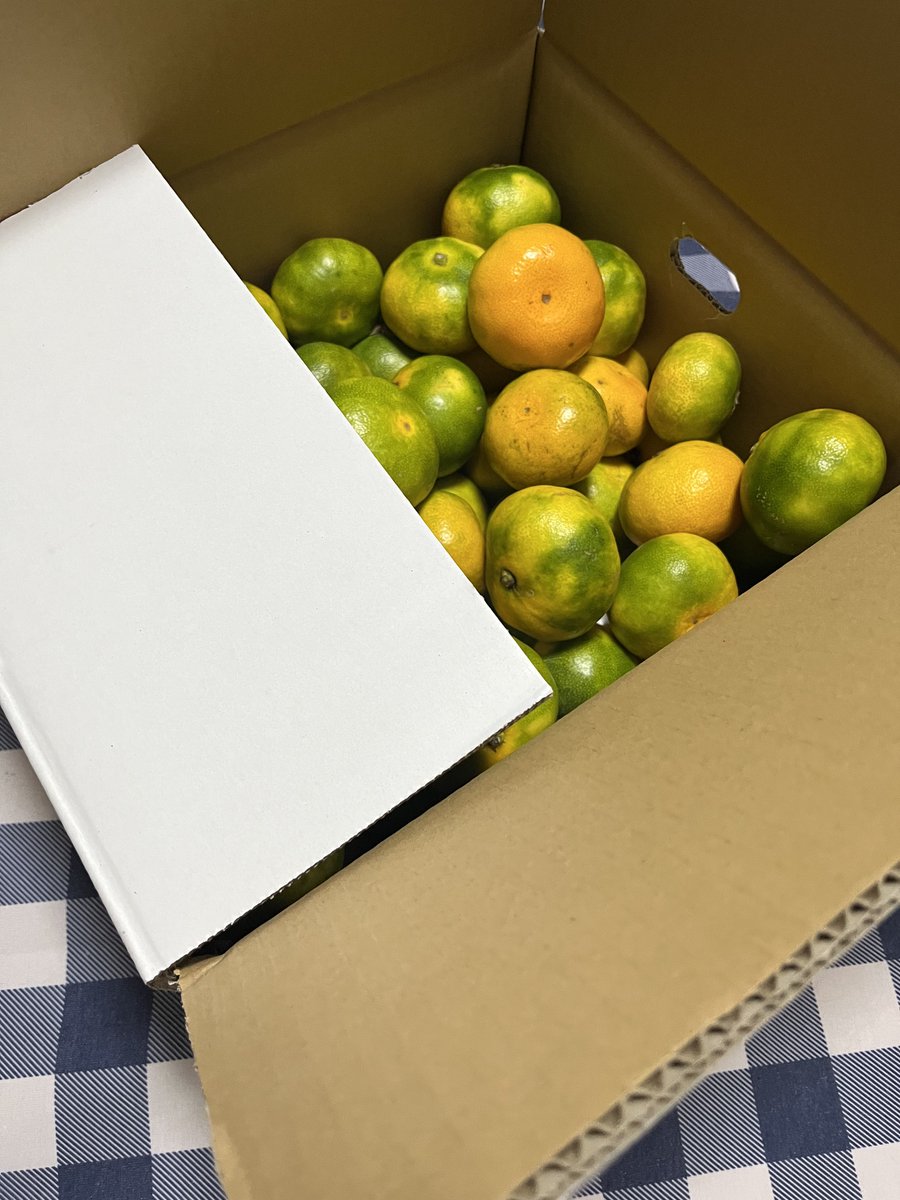 xekd3021's tweet image. 極早生のみかんを買っちゃった🍊

昔は青くて小さいのは酸っぱくておいしくないイメージだったけど…愛媛に住んだら出始めの時期が甘くて、小さい方が濃厚で美味しいと知ったよ😋

↓愛南町からようこそ！食べきれないから職場で配って布教してくる〜😚
