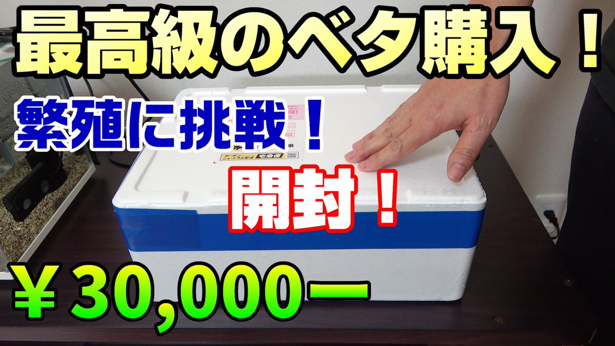 高級熱帯魚購入！開封！
Betta fish　￥30,000-
youtube.com/watch?v=zZ38RM…