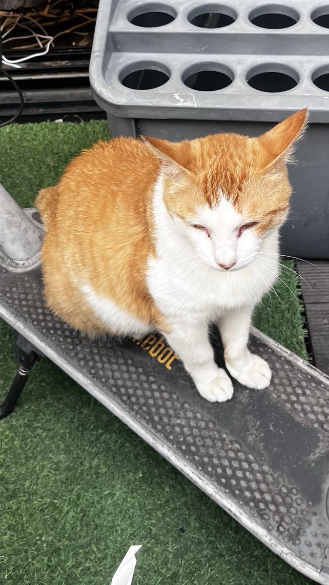 🐈
🛹