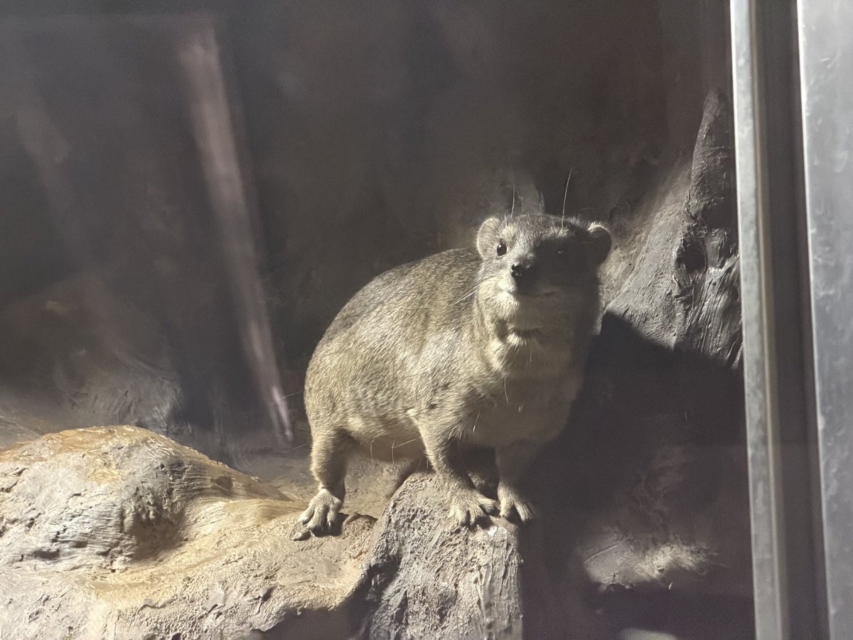 marineb17001759's tweet image. 昨日の上野動物園④
&quot;秋の夜の動物園&quot;
アロワナさん🐟がライトアップ💡されてました。

📷2025.10.10 fri 17:44〜18:31
#マヌルネコ
#ケープハイラックス
#小獣館
#ヒカリちゃん?
#アロワナ
#両生爬虫類館
#秋の夜の動物園