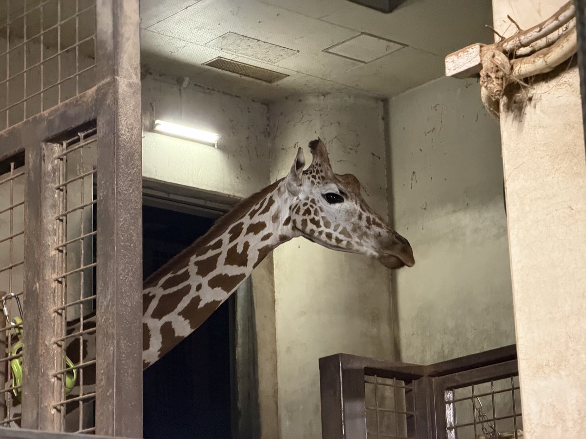 marineb17001759's tweet image. 昨日の上野動物園④
&quot;秋の夜の動物園&quot;
アロワナさん🐟がライトアップ💡されてました。

📷2025.10.10 fri 17:44〜18:31
#マヌルネコ
#ケープハイラックス
#小獣館
#ヒカリちゃん?
#アロワナ
#両生爬虫類館
#秋の夜の動物園