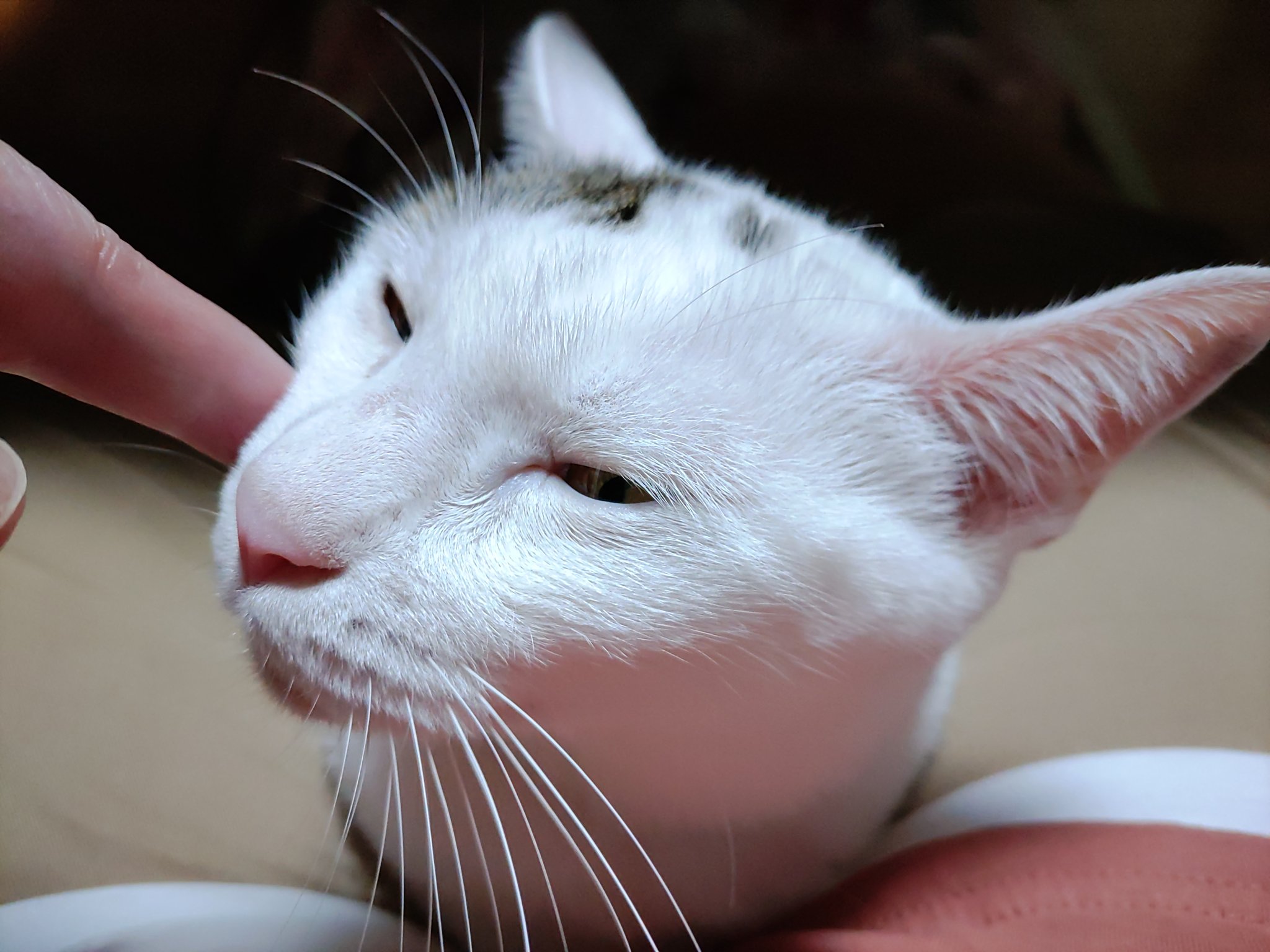 チロ様　フランクリン・ミント★ヘレンドの猫（he33)　他2点 チロ様 フランクリン・ミント☆ヘレンドの猫（he33) 他2点