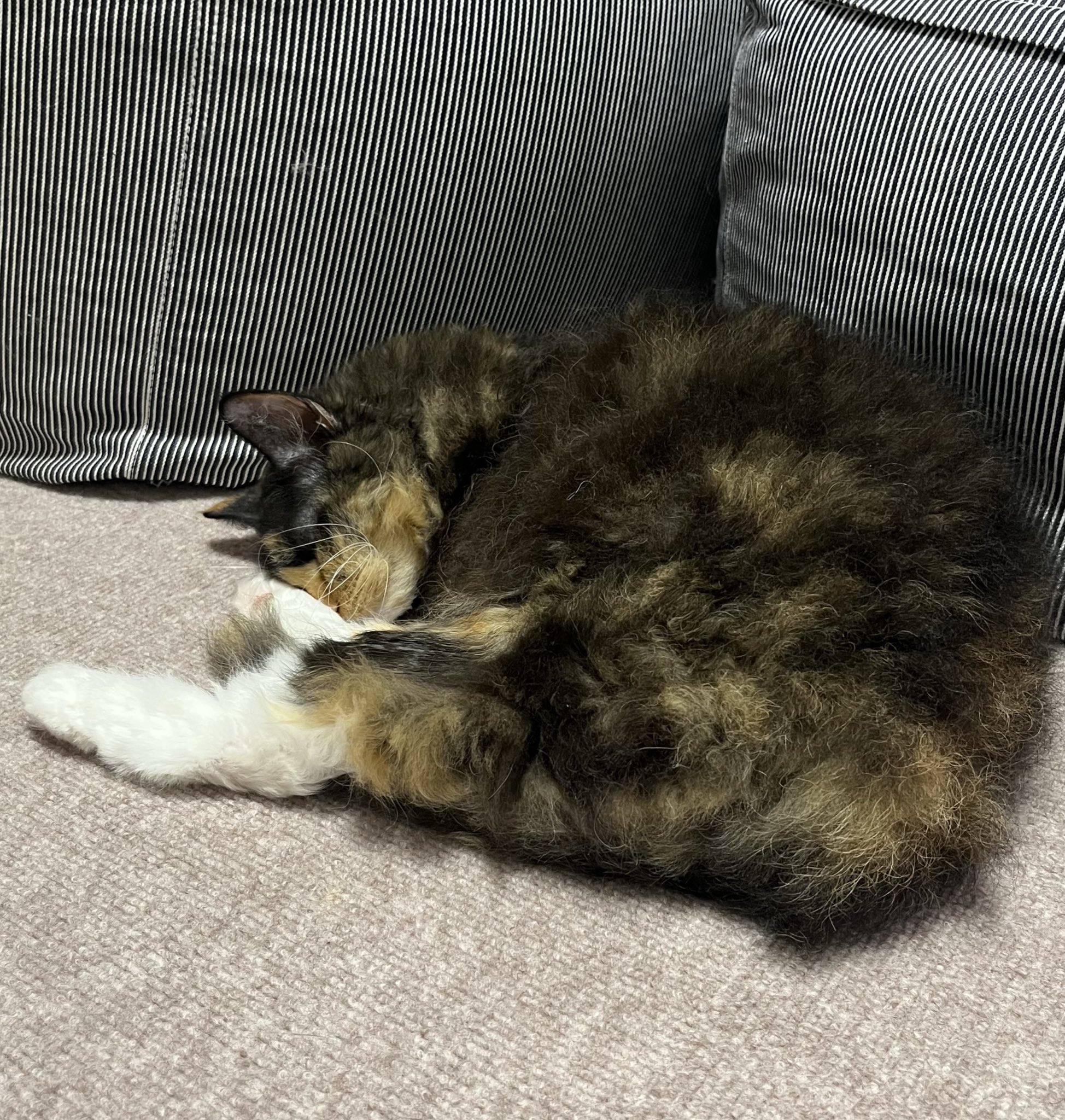 タヌキ寝入り sakosako on X: 