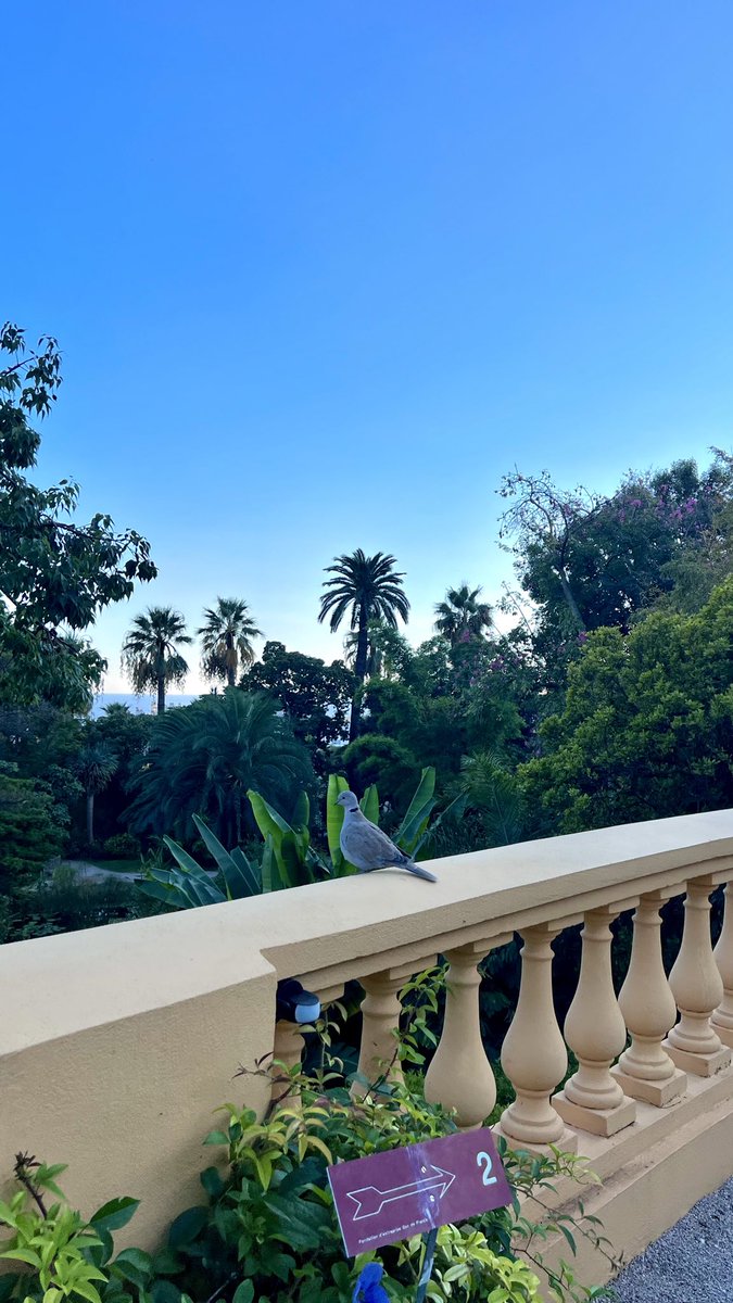 3assal___'s tweet image. J’ai visité Menton 😍