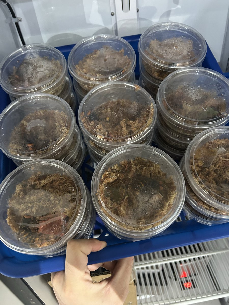 jiin hwang tweet media