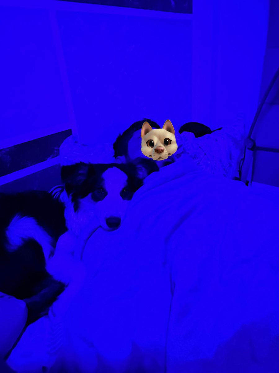 Meus amores ❤️
Definitivamente o melhor aniversário que eu tive. Obrigado por ter vindo até o norte do Brasil meu amor <a href="/Humphrey_LW/">Humphrey</a> 🩶