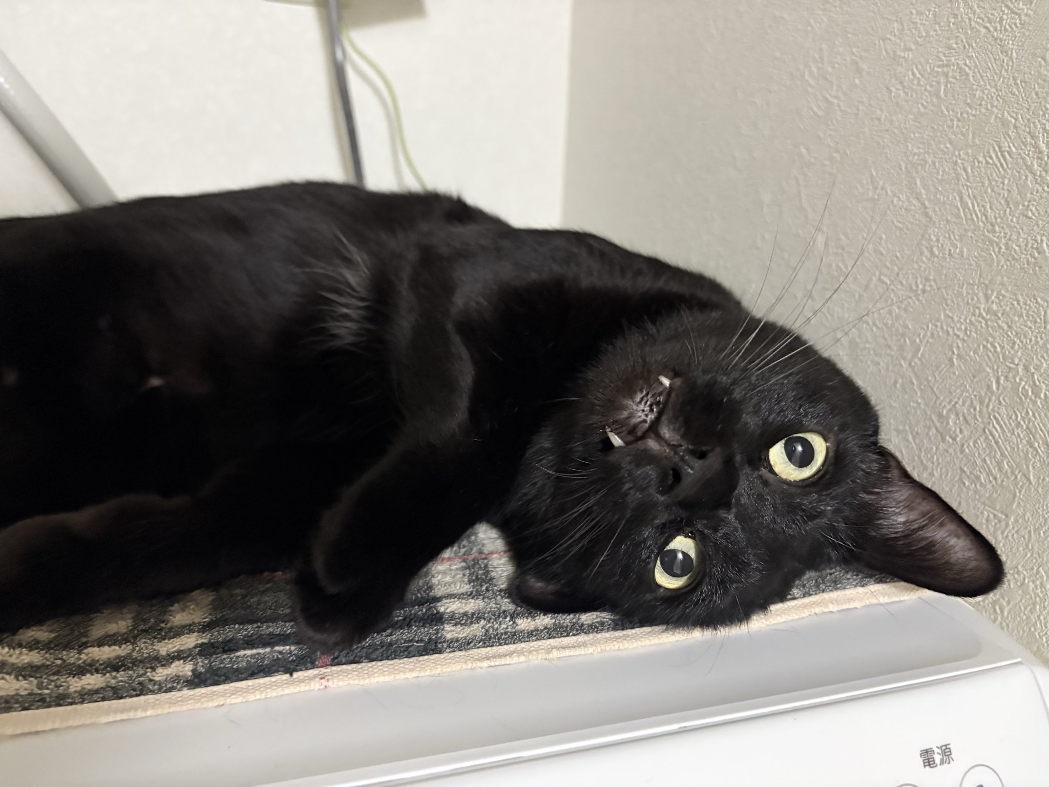 くろねこページです！ わー！かわい子ちゃんズですね✨ 黒猫さん、最高ですよね🤭