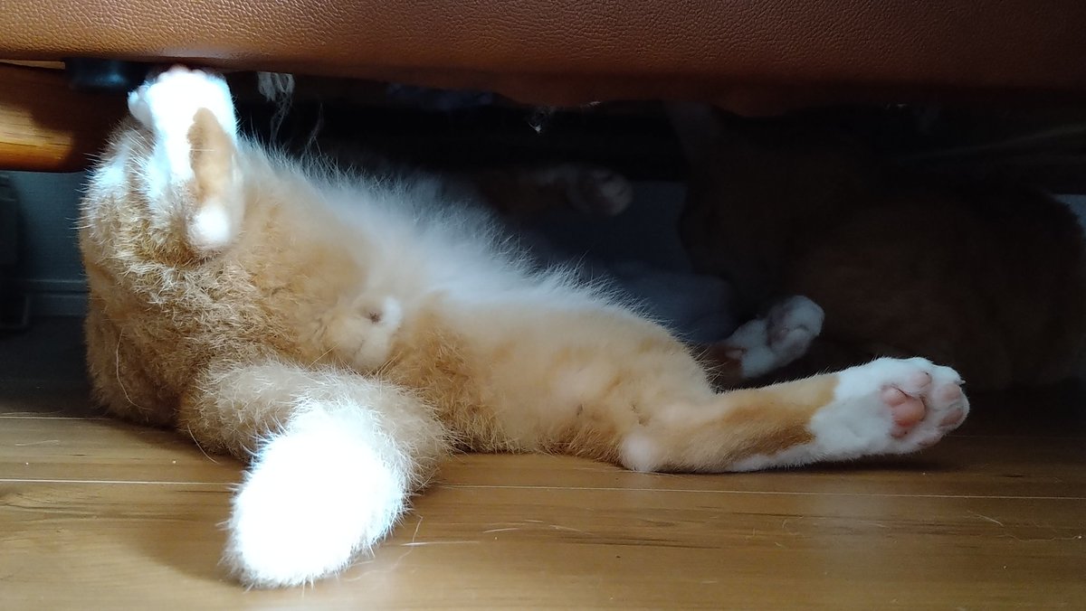 chokocharo510's tweet image. 気まぐれ投稿📷️🐶🐱
#犬　#猫　#癒し　#モフモフ
