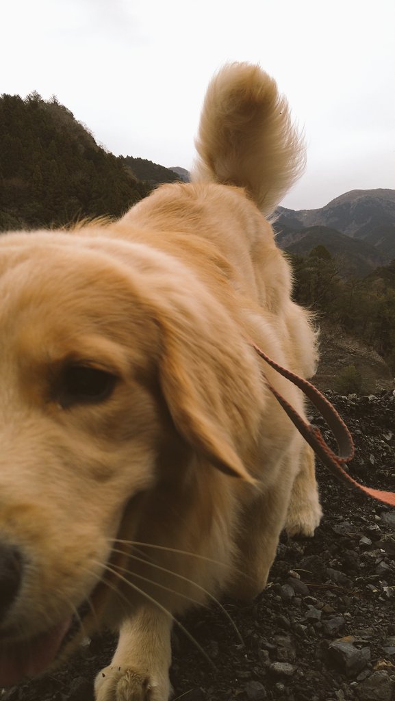 chokocharo510's tweet image. 気まぐれ投稿📷️🐶🐱
#犬　#猫　#癒し　#モフモフ