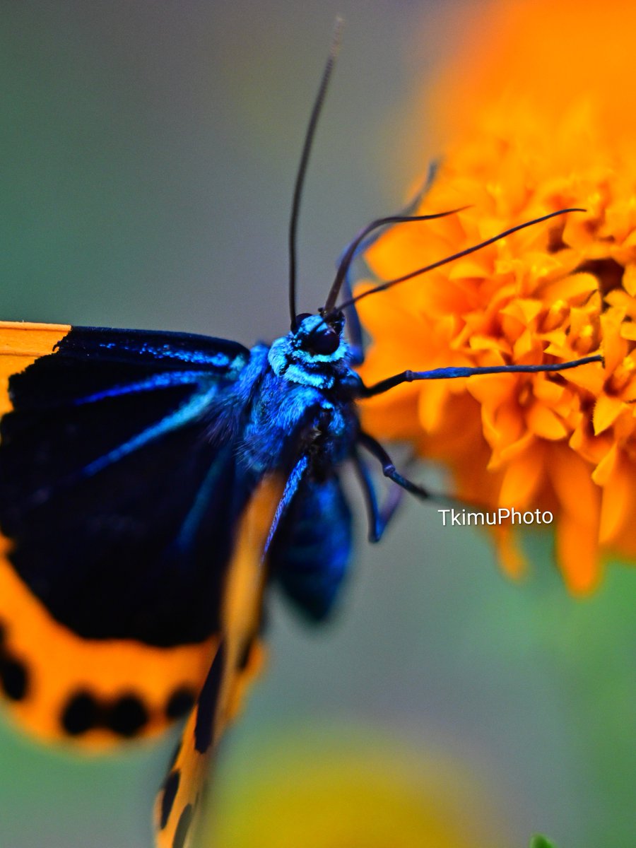 TkimuPhoto's tweet image. 本日は自転車に乗って、お花畑に行ってきました。
花の蜜を吸いにきたキオビエダシャク。色鮮やかで、きれいな蛾です。
南の方から徐々に北上してきているようで、幼虫は木を枯らしてしまうほど葉っぱを食べてしまうとのこと。

Nikon Z8
EL-Nikkor 50mm f2.8N