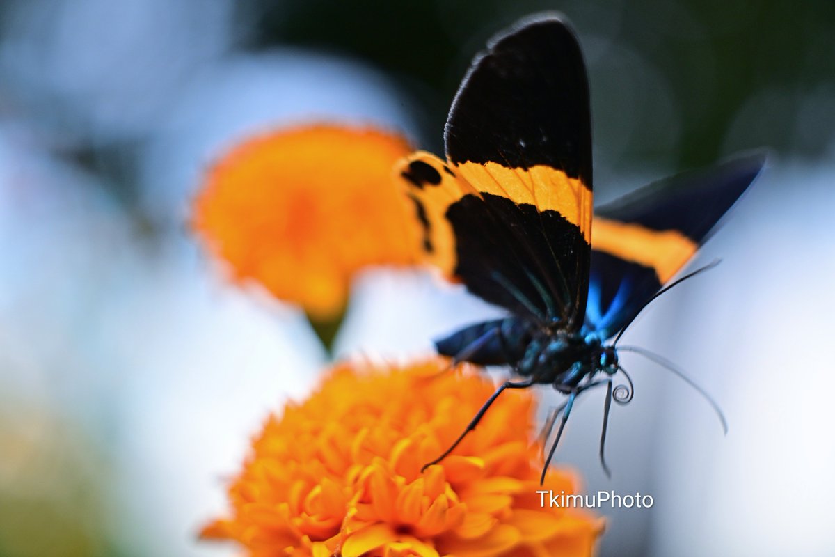 TkimuPhoto's tweet image. 本日は自転車に乗って、お花畑に行ってきました。
花の蜜を吸いにきたキオビエダシャク。色鮮やかで、きれいな蛾です。
南の方から徐々に北上してきているようで、幼虫は木を枯らしてしまうほど葉っぱを食べてしまうとのこと。

Nikon Z8
EL-Nikkor 50mm f2.8N