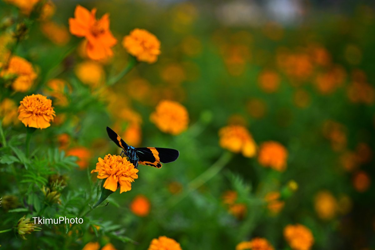 TkimuPhoto's tweet image. 本日は自転車に乗って、お花畑に行ってきました。
花の蜜を吸いにきたキオビエダシャク。色鮮やかで、きれいな蛾です。
南の方から徐々に北上してきているようで、幼虫は木を枯らしてしまうほど葉っぱを食べてしまうとのこと。

Nikon Z8
EL-Nikkor 50mm f2.8N