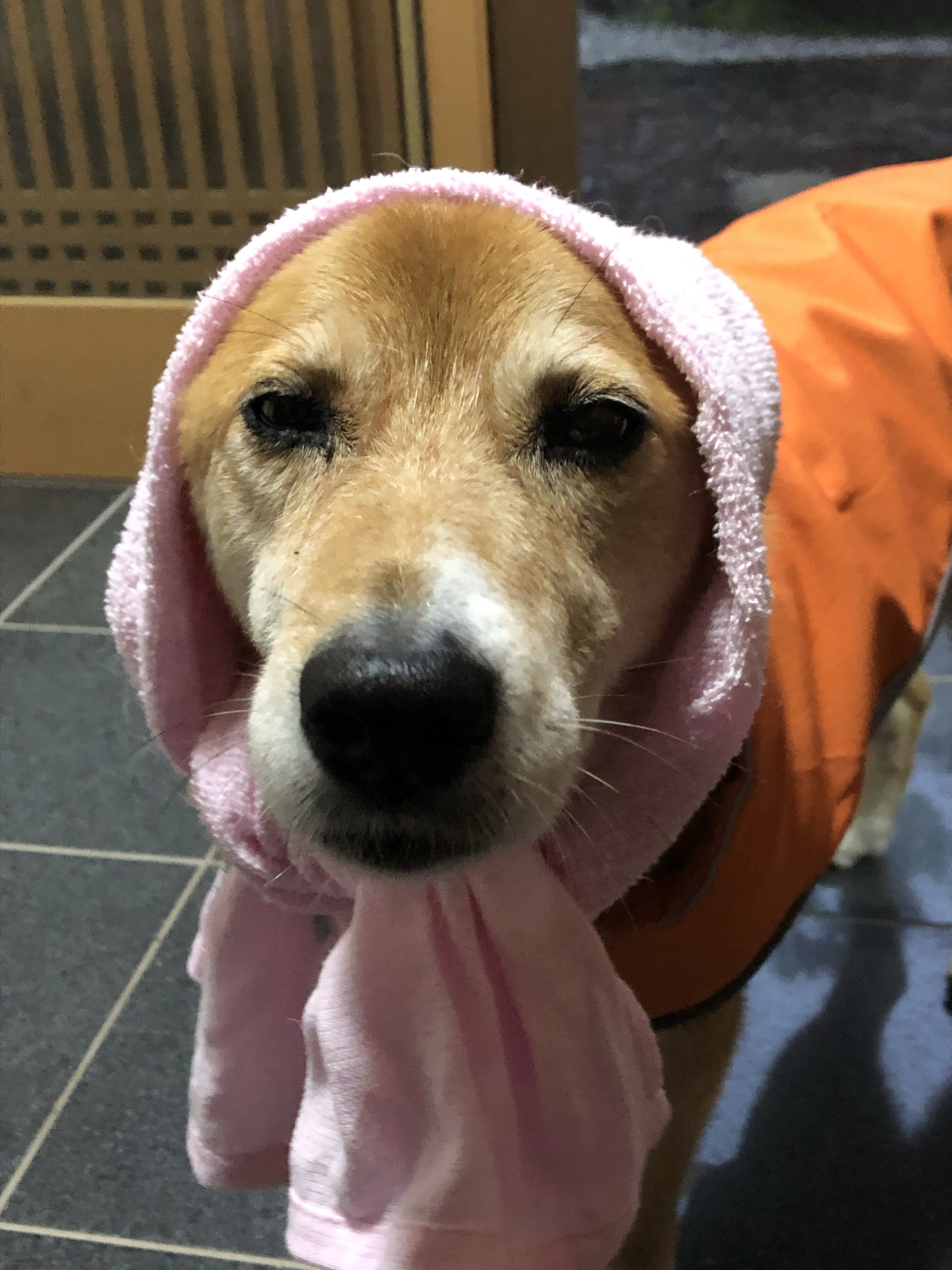 さくらんぼ on X: 