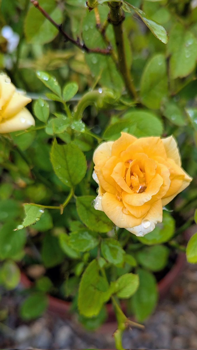 tamaham615's tweet image. 〇いつもイイね､RP！感謝です
今週も､お疲れさまでした🤗ෆ˚
#NaturePhotography